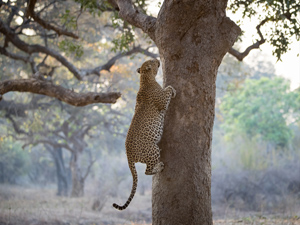 Shenton Safaris- South Luangwa